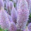 PTILOTUS PLATINUM 140MM - Image 2
