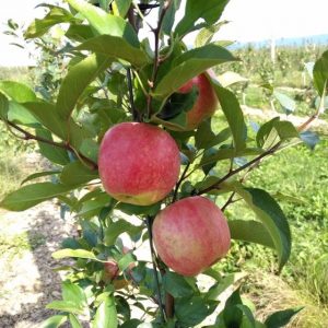 APPLE SWEET CHEEKS 250MM