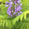 JACARANDA BONSAI BLUE 250MM
