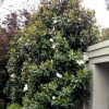 MAGNOLIA GRANDIFOLIA LITTLE GEM 330MM - Image 2