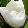 MAGNOLIA GRANDIFOLIA LITTLE GEM 330MM
