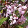 ELAEOCARPUS RETICULATIS PRIMA DONNA 150M