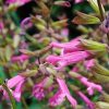 SALVIA KISSES & WISHES 140MM - Image 2
