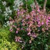 SALVIA KISSES & WISHES 140MM
