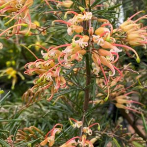 GREVILLEA SEMPERFLORENS 140MM