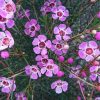 CHAMELAUCIUM UNCINATUM GRANDIFLORA 140MM