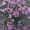 CHAMELAUCIUM UNCINATUM GRANDIFLORA 140MM - Image 2