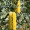 BANKSIA PRAEMORSA YELLOW 150MM