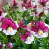 Nemesia Cherry red 150mm - Image 3
