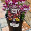 Nemesia Cherry red 150mm
