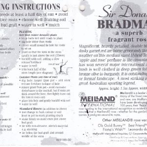 ROSE SIR DONALD BRADMAN 3FT 250MM