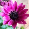 OSTEOSPERMUM DAISY CHAIN PURPLE 140MM - Image 2