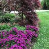 OSTEOSPERMUM DAISY CHAIN PURPLE 140MM