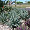 DIANELLA CASSA BLUE 140MM