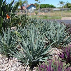 DIANELLA CASSA BLUE 140MM