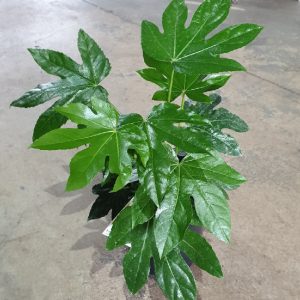 FATSIA JAPONICA 200MM