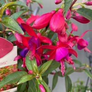 FUCHSIA ELECTRIC LIGHTS HB 200MM