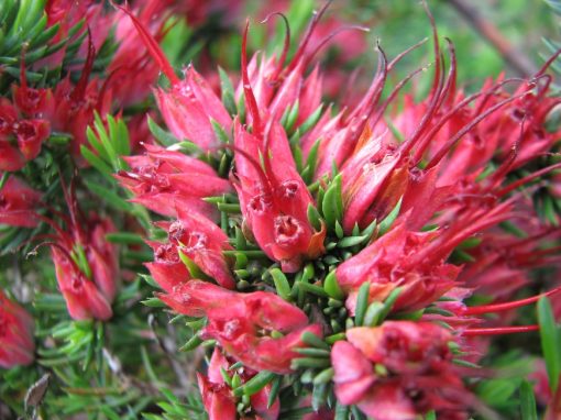 DARWINIA GRANDIFLORA PROSTRATE 140MM