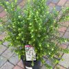 PIMELEA MARSHMALLOWS 200MM - Image 2