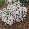 PIMELEA MARSHMALLOWS 200MM