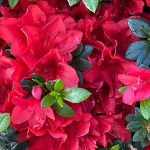 AZALEA SCARLET DRAGON 250MM