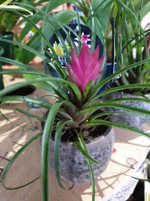 TILLANDSIA IN CERAMIC POT 8CM | The Garden Feast