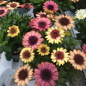 OSTEOSPERMUM 3D BANANA SHAKE 140MM