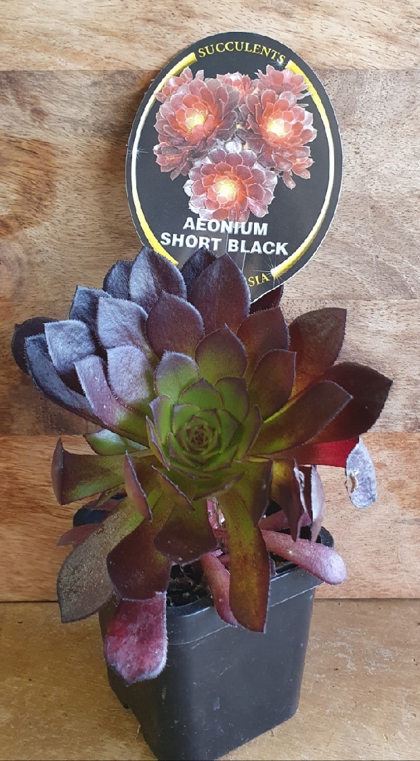 AEONIUM SHORT BLACK | Garden Feast