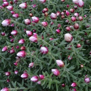 Rhodanthe Star Shower 150mm