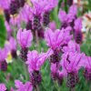 LAVENDER THE PRINCESS 200MM