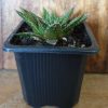 ALOE ARISTA 75MM