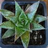 ALOE ARISTA 75MM - Image 2