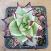 ECHEVERIA EBONY 75MM