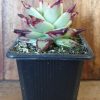 ECHEVERIA EBONY 75MM - Image 2
