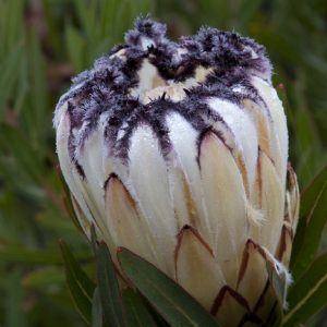 PROTEA CREAM MINK 140MM