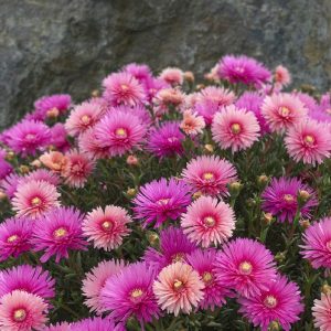 Lampranthus Cocktail Explosion 150mm