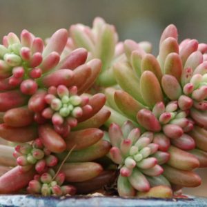 Sedum rubrotinctum aurora Pink Jelly Bean 120mm