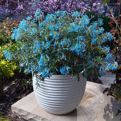 Corydalis Porcelain Blue 140mm