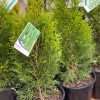 THUJA OCCIDENTALIS SMARAGD 200MM - Image 2