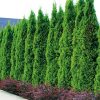THUJA OCCIDENTALIS SMARAGD 200MM
