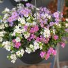 BACOPA ALFRESCO HANGING BASKET - Image 2