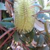 BANKSIA INTEGRIFOLIA PROSTRATE 150MM - Image 4