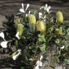 BANKSIA INTEGRIFOLIA PROSTRATE 150MM - Image 3
