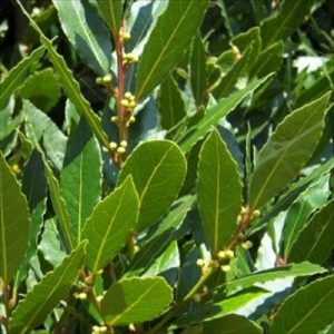 Laurus Miles Choice Bay Tree 150mm