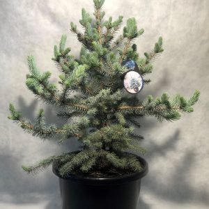 Picea pungens Blue Diamond 330mm