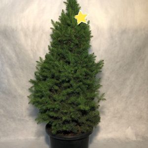 Picea glauca Super Star 400mm