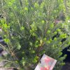 DARWINIA OXYLEPIS GRAFTED 180MM