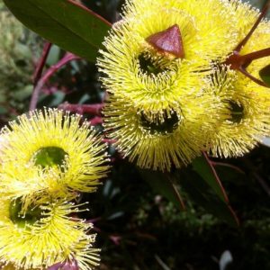 EUCALYPTUS PRESSIANA 200 MM