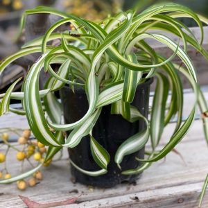 CHLOROPHYTUM SPIDER PLANT CURLY140MM