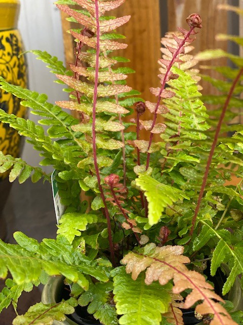 DOODIA MEDIA RASP FERN 100MM | The Garden Feast